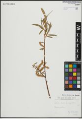 Foto von Salix alba subsp. alba L.